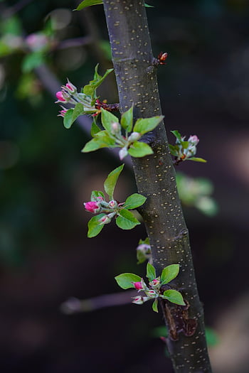 albero di mele, bocciolo di mela, albero da frutta, natura, fiori di melo, fiorire, germoglio, ramo, primavera, le foglie, fioritura