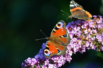 butterfly, peacock Butterfly, flower, blooms, insect, entomology, garden, plant, animal, nectar, edelfalter
