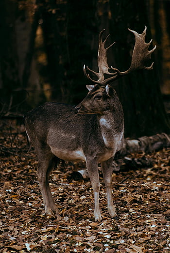 deer, big antlers, woodland, autumn leaves, tranquil forest, adult deer, forest setting, wildlife, nature, fall season, deer in forest