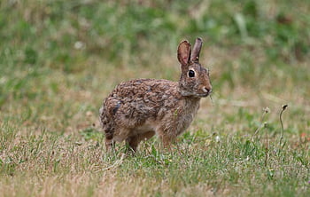 bunny, rabbit, nature, cute, animal, ears, wildlife, mammal, backyard, eastern Cottontail, cottontail