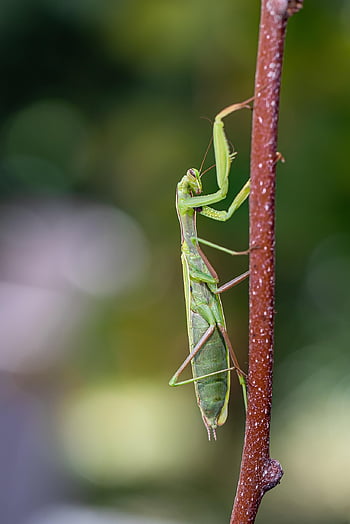 mantide religiosa, insetto, giardino, natura, autunno, entomologia