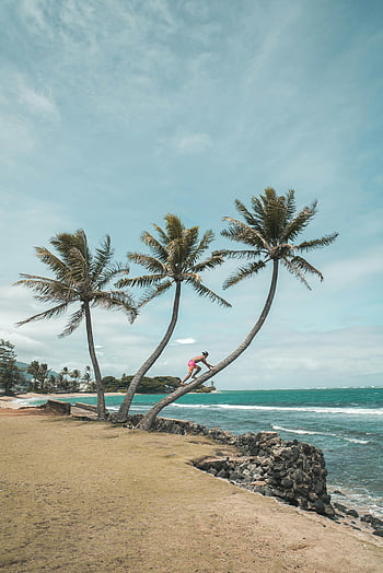 palm tree climbing, seashore adventure, tropical beach, sunny day, clear sky, seaside activity, outdoor adventure, tropical vacation, beachside palm trees, coastal exploration, person climbing tree
