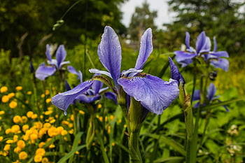 fialové kosatce, živá zeleň, jarní zahrada, Detailní květiny, fialové květy, zahradní nastavení, Přírodní krásy, květinové fotografie, venkovní scenérie, kvetoucí květiny, fialové okvětní lístky