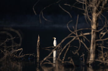 little Pied Cormorant, bird, lake, perched, microcarbo Melanoleucos, cormorant, animal, feathers, plumage, beak, bill