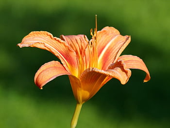 oranžový den lilie, lilie, květ, hemerocallis fulva, oranžová květina, okvětní lístky, rostlina, jaro, flóra, zahrada, Příroda