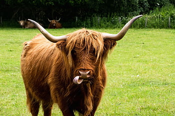 ko, highland ko, behornad, tunga, djur-, bondgårdsdjur, natur, dumbom, fånig, skottland