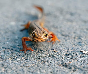 jaszczurka, gad, zwierzę, fauna, Natura, zbliżenie