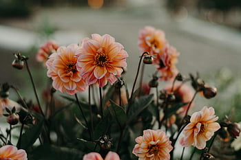 fiori rosa petalo, vibranti dahlia, Piena fioritura, la bellezza della natura, vista ravvicinata, fotografia floreale, fiori da giardino, fioriture all'aperto, fiori rosa, fotografia di fiori, bellezza naturale
