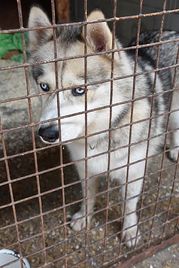 barınak, boğuk, köpek, Benimseme, Kurt, hayvan, köpek kızak, gözleri, Alaska, Evcil Hayvan