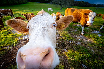 cow, animal, face, cattle, mammal, portrait, livestock, rural, outdoors, brown, farm