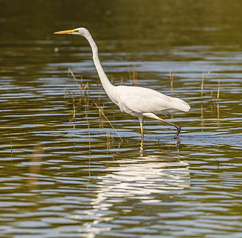 egret, animal, bird, great Egret, common Egret, feathers, plumage, beak, nature, wildlife, avian