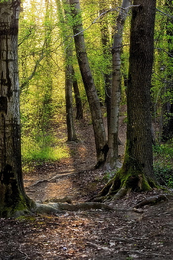 trees, forest, roots, spring, deciduous Forest, trunks, sunbeam, sunshine, nature, panorama, woods