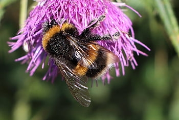 bumblebee, wings, flowers, pollination, beautiful Flowers, insect, nature, garden, pollen, bumble, bee