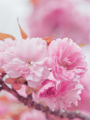 Třešňový květ, sakura, okvětní lístky, Příroda, krásné květiny, květ, kvetoucí větev, květy, začátek jara, jaro, větev