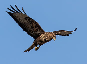 káně, létající pták, Příroda, obyčejný buzzard, dravý pták, raptor, zvíře, volně žijících živočichů, pozorování ptáků, peří, dravec