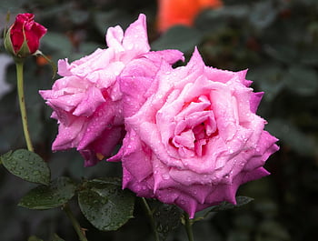 Rose, rose rosa, fiori rosa, fiori, carta da parati floreale, bellissimi fiori, fioritura, fiorire, botanica, flora, giardino