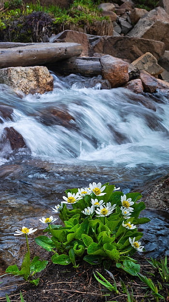 ruscello, montagna, alpino, bellissimi fiori, natura, estate, sfondo di fiori, primavera, cascata, fiori, carta da parati floreale