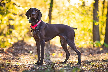 pointer, pointer Dpg, gsp, gsp Dog, german Shorthaired Pointer, animal, dog, canine, pet, hunting Dog, brown Dog