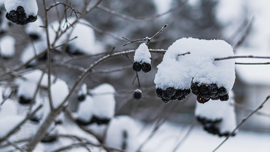 snow, beautiful Wallpaper, full Hd Wallpaper, bush, laptop Wallpaper, windows Wallpaper, berries, hd Wallpaper, nature, background, Wallpaper
