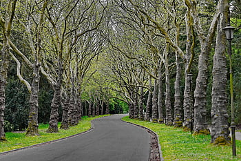 trees, road, plane Tree, nature, hedge, park, spring, crowns