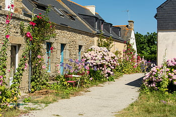 charmante Steinhäuser, Insel Hoëdic, Bretagne, Frankreich, bunte Stockrosen, Hortensien, malerische Steinhäuser, ländliche Landschaft, französische Landschaft, charmantes Dorf, Blumengarten