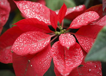 red poinsettia, water droplets, closeup photography, fresh dew drops, nature's beauty, close-up, dazzling red, poinsettia leaves, natural beauty, floral photography, dew-covered leaves