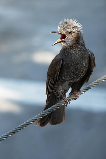 bird, beak, perched, perched Bird, feathers, plumage, ave, avian, ornithology, birdwatching, animal World