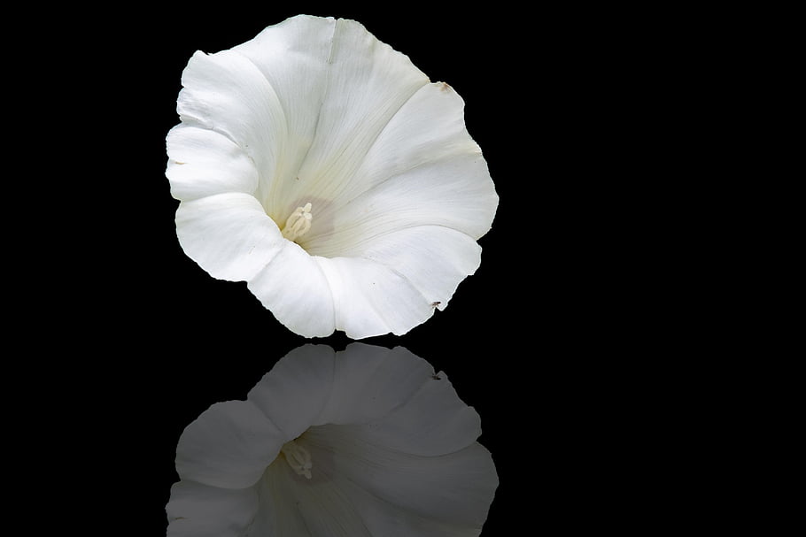 flower, nature Background, Wallpaper, floral Background, flower Background, bindweed, calystegia Sepium, windows Wallpaper, mac Wallpaper, free Background, beautiful Flowers