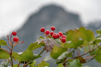 il guelder è salito, frutti di bosco, albero, dogberry, acqua sambuco, crampo Corteccia, albero di palla di neve, cespuglio di mirtillo rosso europeo, frutta, bacche rosse, le foglie
