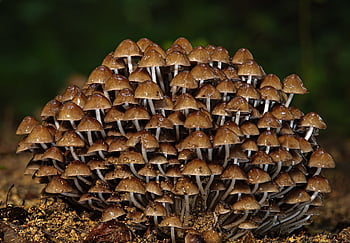 mushrooms, forest Mushroom, forest Floor, forest, nature, mycology, growth