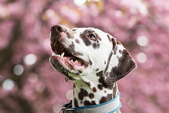 dalmatian, dog, pet, head, nature, snout, animal, domestic Dog, canine, mammal, cute