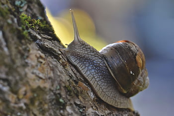 hlemýžď, shell, měkkýš, senzor, sliz, plazit se, zpomalit, kryt, zvíře, Příroda