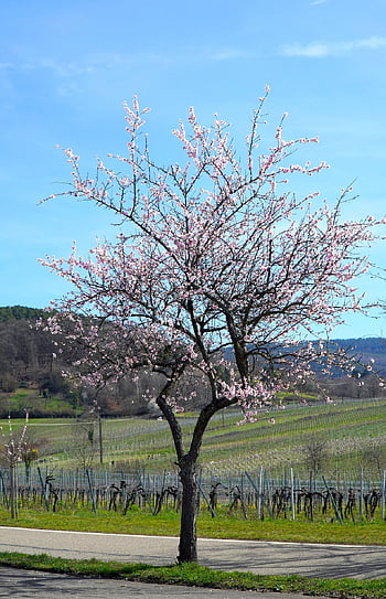 almond Tree, blossom, nature, bloom, almond Blossom, spring, tree, beginning Of Spring, landscape