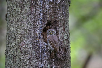 glaucidium passerinum, ευρασιατική πυγμαχία κουκουβάγια, κουκουβάγια, χαριτωμένος, δαγκάνα, αρπακτικό πουλί, κλαδί, ευρασιατική εθνικότητα, πορτρέτο, δέντρο, πουλί