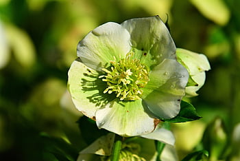 ヘレボレ、 花、 自然、 工場、 咲く、 花弁、 雌しべ、 おしべ、 美しい花、 花の壁紙、 花の背景