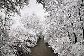 winter, snowy, white, winter Landscape, trees, river, icy, beach, cold, glacial, freezing