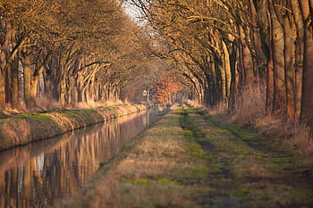 stromy, řeka, podzim, avenue, krajina, les, Příroda, kanál, strom