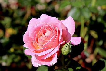 pink, flower Wallpaper, rosebushes, color Pink, flowering Shrubs, plants, flower, nature, garden, gardening, horticulture