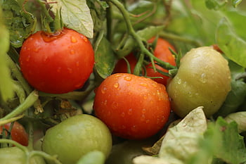 rajčata, rajče rostlina, nezralá rajčata, zralá rajčata, jídlo, červená rajčata, ovoce, solanum lycopersicum, vlhký, mokré, rosa