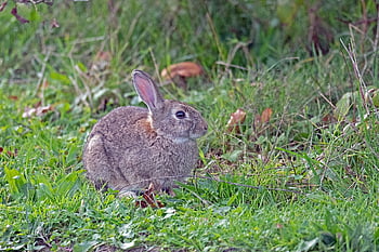 animal, mamífero, conejos, conejo salvaje, fauna silvestre, naturaleza, fotos