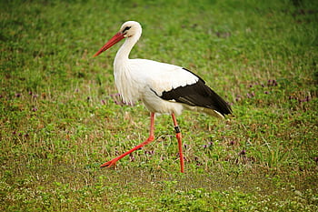 white stork, green grass field, Ciconia ciconia, close-up, strolling, lush grassy field, bird, wildlife, nature, red beak, red legs