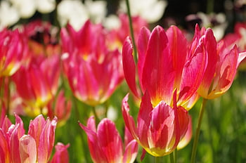 tulppaani, pinkki, kukka, tulppaanit, kauniita kukkia, kevät, kukka tapetti, kukinta, puutarha, terälehdet, onnellisuus