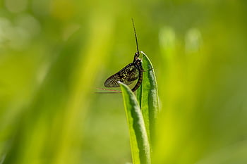 メイフライ、 昆虫、 カゲロウ科、 翼、 飛ぶ、 葉、 工場、 野生動物、 自然、 ボケ、 マクロ