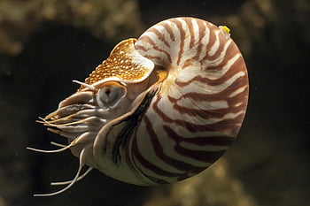 nautilus, akvárium, moře, měkkýš, Příroda