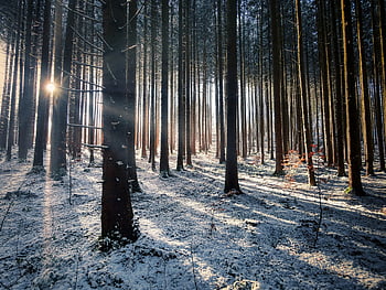 forest, snow, sunlight, sun Rays, sunbeam, trees, woods, winter, spruce, trunks, wintry