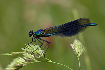vážka, modrookřídlá demoiselle, zblízka, Příroda, letu hmyzu, odonata, anisoptera, okřídlený hmyz, fauna, živočišného světa