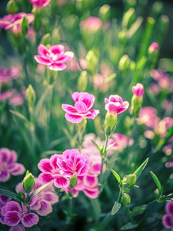 carnation, beautiful Flowers, flowers, plants, clove, flower Background, hanging Carnation, buds, blossom, bloom, spring