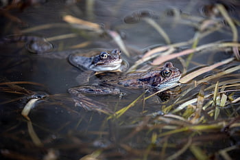 frogs, animals, pond, water, nature, amphibian, swim, vertebrate, animal Photography, frog, animal