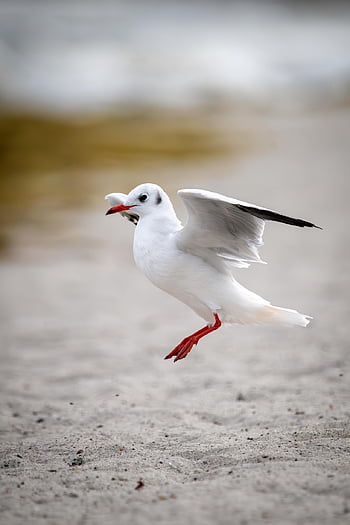 gull, seagull, bird, animal, nature, wildlife, seabird, flying, water, flight, eye