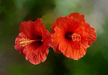 hibisco, flores, plantar, flores vermelhas, pétalas, papel de parede flor, estame, flores bonitas, flor, jardim, natureza